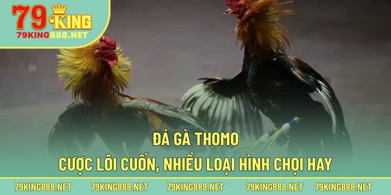 Nhập môn cá cược đá gà Thomo cho kê thủ mới đến